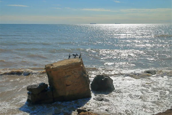 Photo Taken Coast City Odessa Picture Shows Seabirds Cormorants Resting — Stock Photo, Image