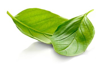 Taze fesleğen yaprakları veya yeşil yaprakları, beyaz arka plan üzerinde izole. İki fesleğen yaprağı, taze otlar.