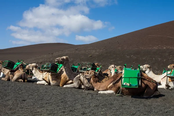 Lanzarote adasında Timanfaya parkı — Stok fotoğraf