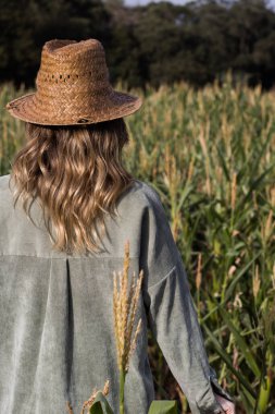 Genç sarışın kadın yaz mısır tarlasında yürüyor.
