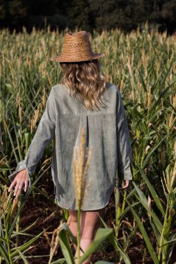 Genç sarışın kadın yaz mısır tarlasında yürüyor.