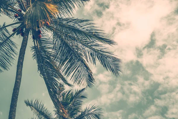 曇り空の背景 熱帯の島のどんよりした天気 エキゾチックなレザーに夏休みをヤシの木のグランジ スタイル写真 — ストック写真