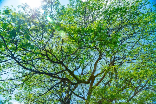 Natürlicher Hintergrund Erstaunlicher Riesenbaum Mit Frischen Grünen Blättern Schönheit Und — Stockfoto