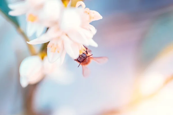 小蜜蜂授粉花 可爱的小昆虫坐在白色的温柔的花朵上 抽象自然背景 美丽的春天自然 — 图库照片