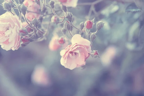 Pastell Rosa Hintergrund Vintage Stil Foto Eines Zarten Rosa Rosenbusch — Stockfoto