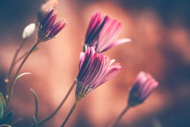 Closeup grunge tarzı fotoğraf bulanık arka plan, soyut çiçek duvar kağıdı, bahar doğanın güzelliği bir güzel yumuşak pembe papatya çiçek