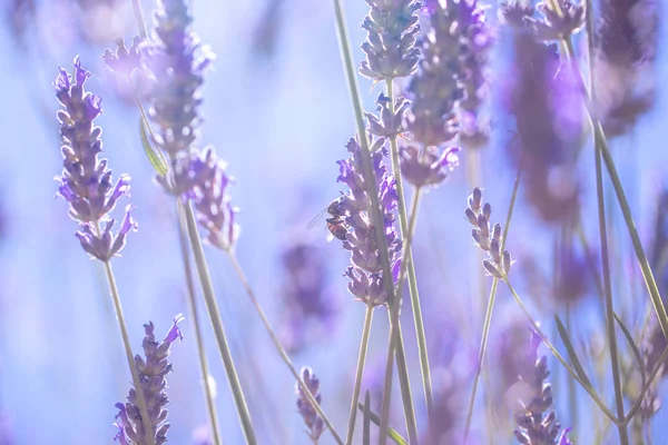 Mild Lavendelblommor Lite Lila Blommor Fältet Abstrakt Blommiga Tapeter Färska — Stockfoto
