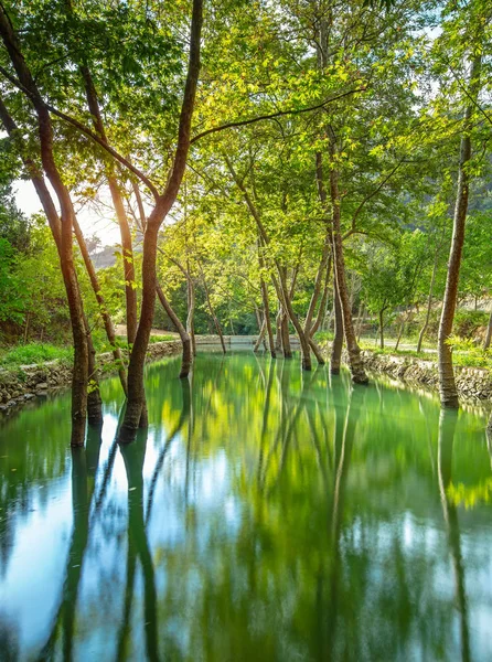 Beautiful Pond Park Amazing Landscape Summer Nature Big Trees Fresh — Stock Photo, Image