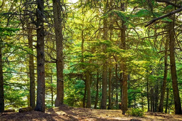 Taze Yaprak Dökmeyen Orman Natur Güzelliği Doğal Arka Plan Iğne — Stok fotoğraf