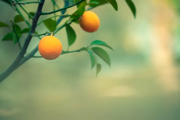 Orangenzweig Auf Natürlichem Verschwommenem Hintergrund Reife Schmackhafte Orangenfrüchte Hängen Baum — Stockfoto