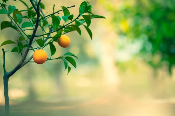 Jardín Naranjos Árbol Verde Fresco Con Pequeñas Frutas Naranjas Sobre — Foto de Stock