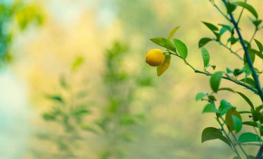 Limon ağaçları Bahçe, küçük olgun sarı meyve ağacı dalı üzerinde bulanık arka plan üzerinde asılı, hasat zamanı orchard, sonbahar sezon kavramı