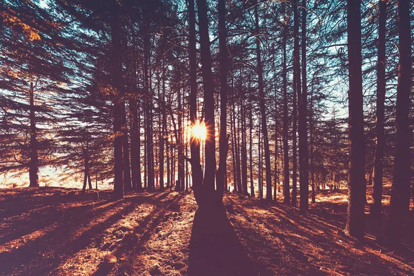 Beautiful autumn forest landscape, bright sun lights break through great pine trees trunks, amazing view of wild nature, fall season concept — Stock Image Beautiful Autumn Forest Landscape Bright Sun Lights Break Great Pine Stock Picture