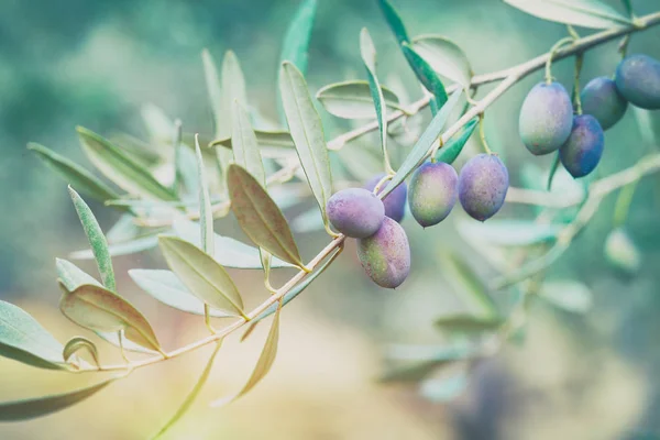 Nahaufnahme Eines Olivenbaumzweiges Mit Blauen Reifen Beeren Darauf Mildem Sonnenlicht — Stockfoto