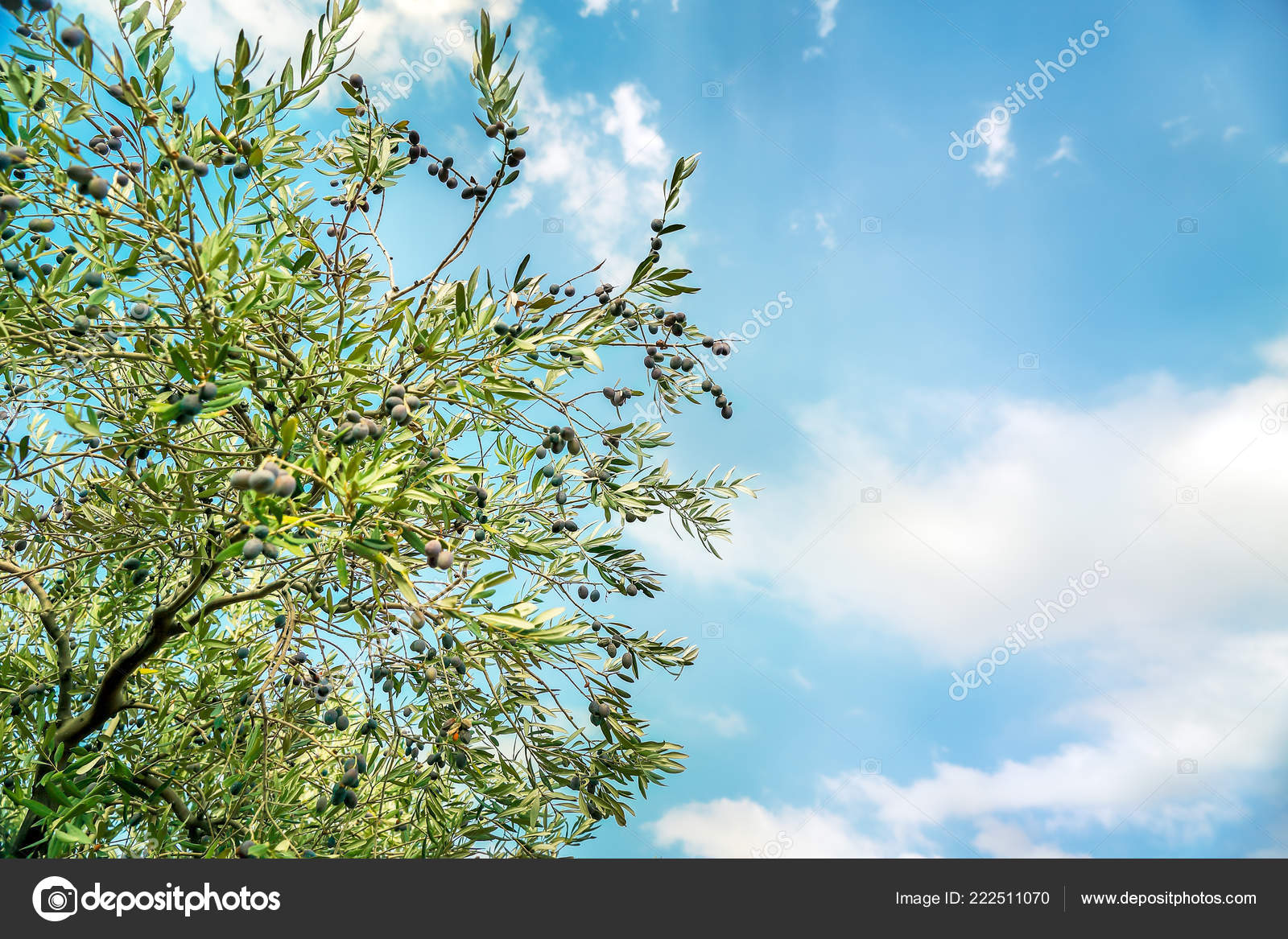 Unduh 660+ Background Abstract Olive Gratis Terbaru