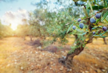 Zeytin ağaçları hafif güneş ışığı bahçede, siyah zeytin, zeytin yağı üretimi, sonbaharda hasat tarımı sezon kavramı