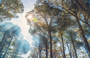 Dev eski çam ağaçları arka plan, sonbahar, Güneş ışınları yapmak yollarını kron ağaçlar, güzel vahşi doğa, tabandan vie taze güneşli bir günde