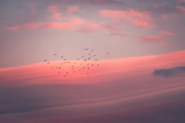 Piękny Różowy Zachód Słońca Sylwetka Stado Ptaków Migruje Ciepłych Ziemie — Zdjęcie stockowe