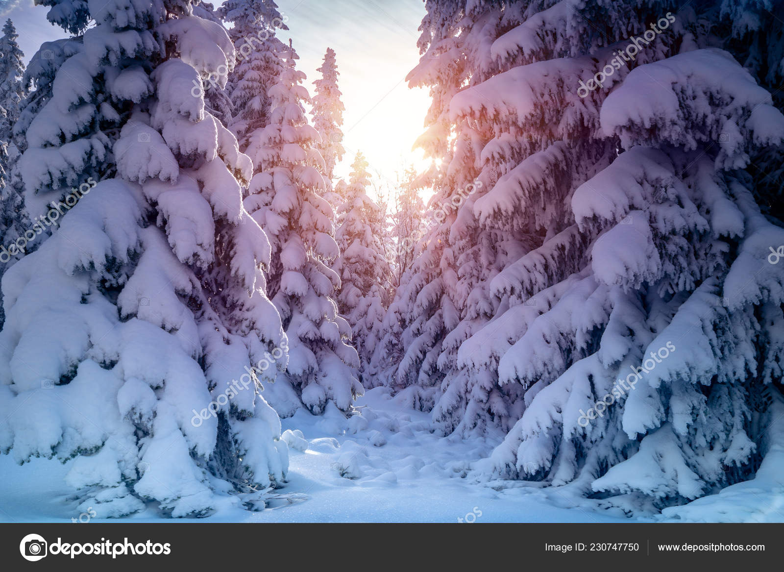 Beautiful Winter Landscapes Beautiful Winter Landscape Amazing View Big Fir Trees Covered Snow Stock Photo C Anna Om Beautiful Winter Landscapes Beautiful Winter Landscape Amazing View Big Fir Trees Covered Snow Stock Photo C Anna Om