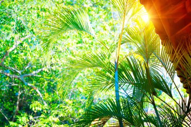 Sri Lanka Tapınak, taze yeşil palmiye üzerinde bir binanın çatı yaprakları arka plan, huzurlu ve manevi atmosferi, pozitif titreşimler