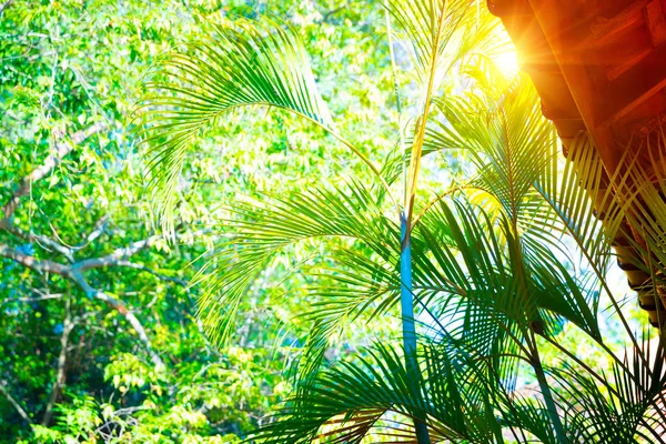 Храм Шрі Ланці Даху Будівлі Над Свіжий Зелений Пальмового Листя — стокове фото