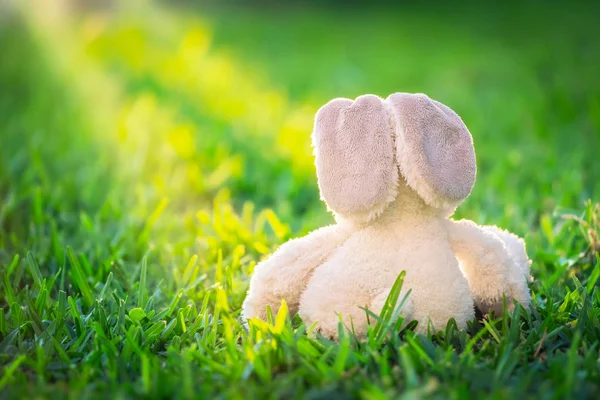 Traditional Easter Bunny Sitting Fresh Green Grass Field Cute White — Stock Photo, Image