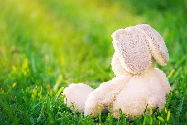 Traditional Easter Bunny Sitting Fresh Green Grass Field Cute White — Stock Photo, Image