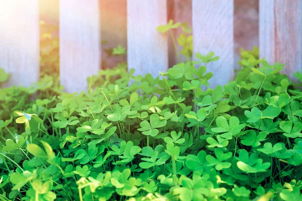 庭の晴れた日の新鮮なクローバー畑 自然の背景 小さな緑の小葉 聖パトリックの日のシンボル — ストック写真