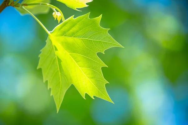 Fresh Green Grape Leaf Blurry Background Freshness Spring Nature Vineyard — Stock Photo, Image