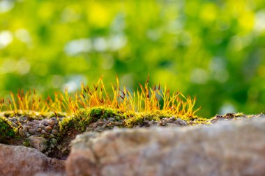 Yeni genç çim lahanası