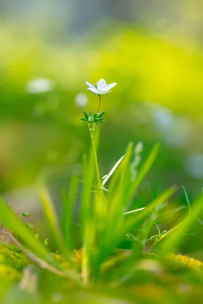 Blommande vårblommor — Stockfoto