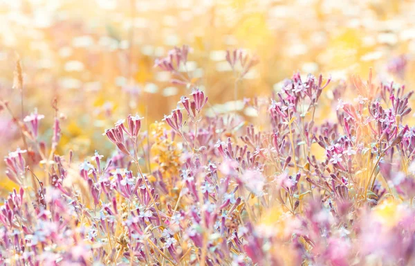 Field of a pink wildflowers — Stock Photo, Image