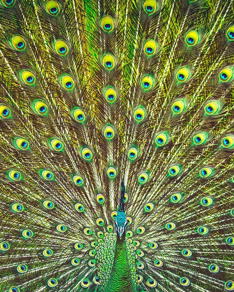 Increíble belleza de la cola de un pavo real — Foto de Stock