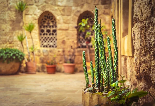 Prachtige tuin van een oude kerk — Stockfoto