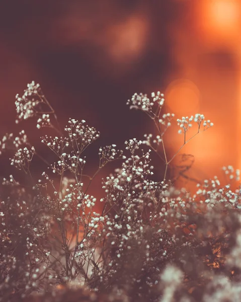 Små blide hvide blomster - Stock-foto