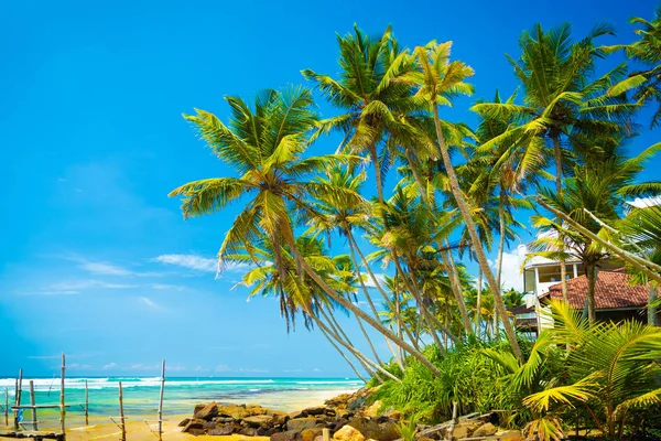 Tropikalne wakacje na Sri Lance — Zdjęcie stockowe