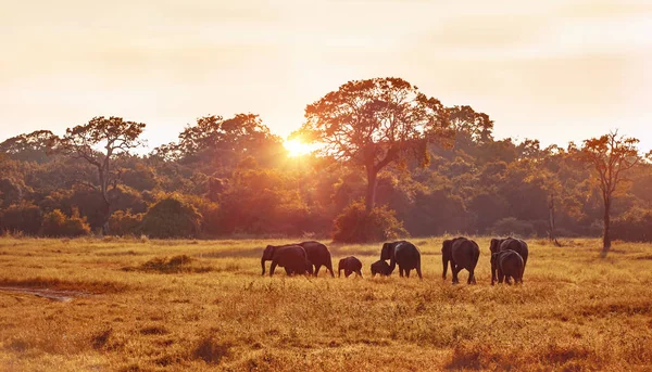 Wild elephants spotted during Safari — Stock Photo, Image