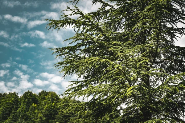 Niesamowite duże drzewa Cedars — Zdjęcie stockowe