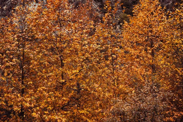 Mooie herfst natuur — Stockfoto