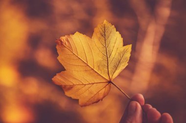 Sonbahar sezonu kavramı