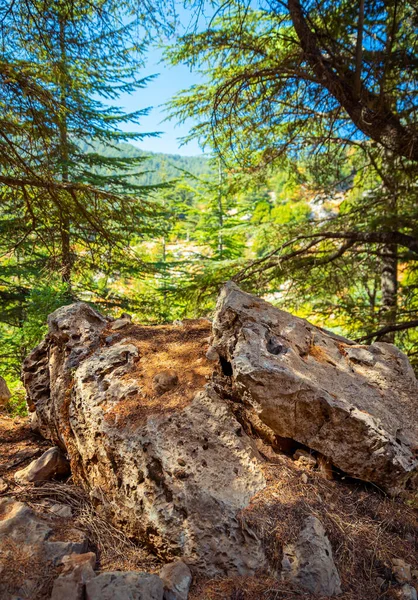 Vackra skogslandskap — Stockfoto