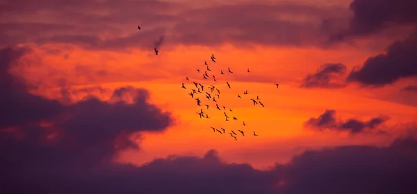 Bird migration — Stock Photo, Image