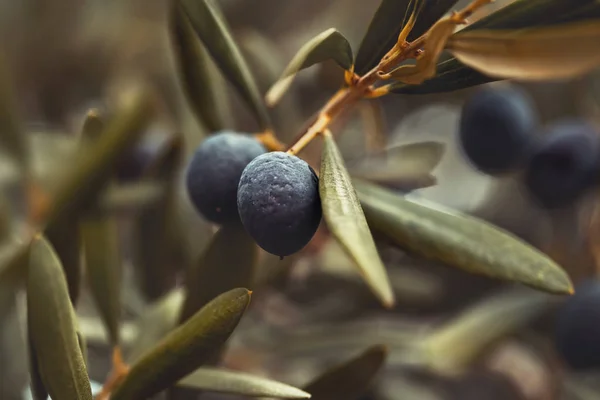 Czarne drzewo oliwne tło — Zdjęcie stockowe