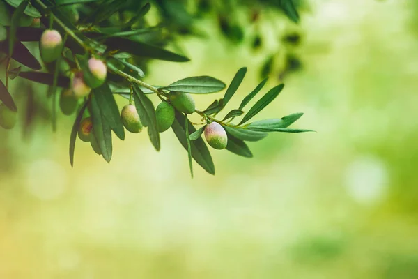 Olivos verdes — Foto de Stock