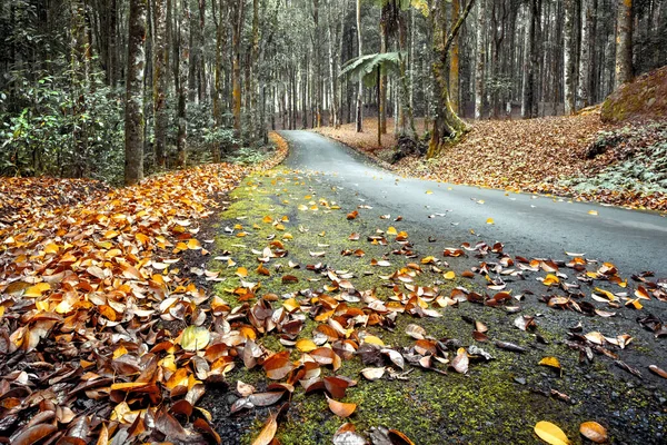 Autumnal botanic garden of Bali — Stock Photo, Image