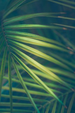 Tropik yeşil arka plan. Soyut Doğal Palmiye Yaprakları. Güzel Egzotik Ada Bitkileri. Klasik Sönük Renkler.