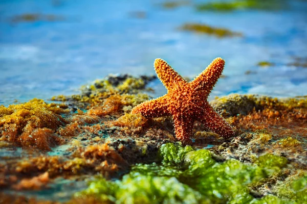 Stranden Vacker Sjöstjärna Bukten Bland Tång Havsstjärna Den Tropiska — Stockfoto