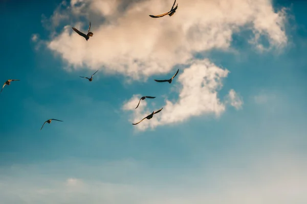Flock of Birds Flying Over Beautiful Cloudy Sky Background. Sesonal Birds Migration to the Warm Countries. Natural Background. Concept of Freedom.