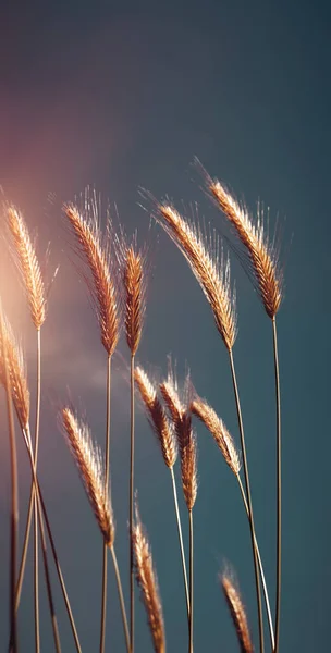 Schöne Goldene Reife Weizenstämme Über Dem Dunklen Himmel Milden Sonnenuntergang — Stockfoto