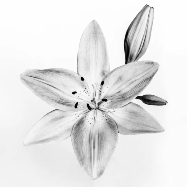 Ευγενική Lily Flower Απομονώνονται Λευκό Φόντο Ασπρόμαυρη Φωτογραφία Κομψή Κάρτα — Φωτογραφία Αρχείου